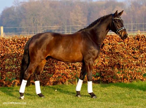 dressage horse trained to none